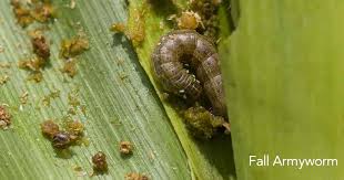So, i'm trying, again, to grow corn in indiana. Army Worms How To Naturally Get Rid Of These Garden Pests