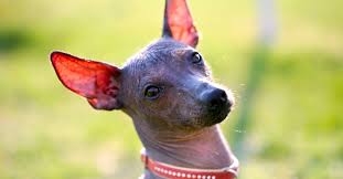 They have no hair at all (except for fine eyebrows and whiskers), and a very minimal amount of dander. 5 Things To Know About The Xoloitzcuintli