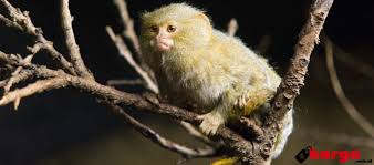 #1 pahami kadar dan keaslian. Berapa Harga Monyet Terkecil Di Dunia Pygmy Marmoset Daftar Harga Tarif