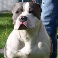 American bully xl puppies for sale near me. American Bully Xl Breeders And Kennels