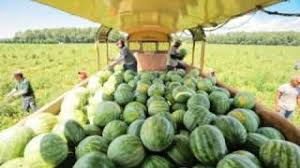 Image result for Coccinia subsessiliflora