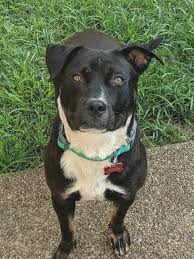 Jun 25, 2021 · puppyfinder.com is your source for finding an ideal labrador retriever puppy for sale near memphis, tennessee, usa area. Lab Puppies For Sale Memphis Tn Bmo Show