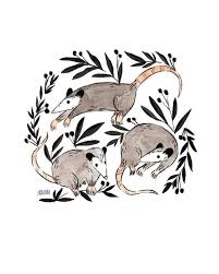Opossum Arts Art Prints Animal Art Art