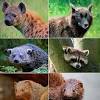 East africa is a land of gorgeous landscapes, warm sunsets, proud people, and unforgettable wildlife. Https Encrypted Tbn0 Gstatic Com Images Q Tbn And9gcqgx6ihdjrz4gkl5uzjq48pk0ecrn28seruigswafxm98qwsewd Usqp Cau