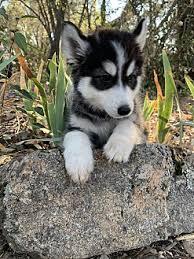 Husky puppies are mischevious and loyal pack animals. Adopt A Pet Petsmart Charities
