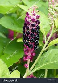 Image result for Phytolaccaceae