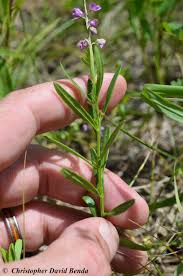 Image result for Polygala macrostigma