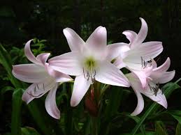 Image result for Crinum rautanenianum