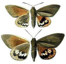 Contre Le Papillon Qui Decime Les Palmiers Une Arme Fatale La Glu