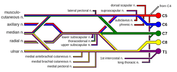 distribution of spinal nerves boundless anatomy and physiology