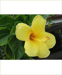 See more ideas about yellow hibiscus, hibiscus, metaphysical store. Hibiscus Dwarf Yellow