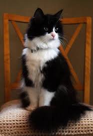 Excellent Beautiful Cats Pics Kedi Guzel Kediler Ve Yavru Kediler