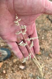 Image result for Eragrostis porosa