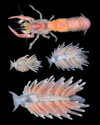 Image result for Pouchetia baumanniana