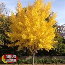 Many of the tallest trees are on the west. Fast Growers Trees Moon Valley Nurseries