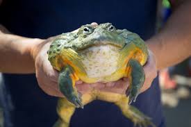 7 of 8 view all Wildlife Sanctuaries Near Los Angeles For Animal Encounters
