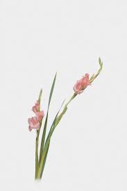 Free Gladiolus Image On Unsplash Flowers Minimal Photo Photo