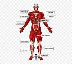 Titan colossal wall sticker by iamdidi. The Colossal Titan Preview Wall Titan Attack On Titan Full Body Hd Png Download Vhv