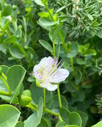 Image result for Capparis