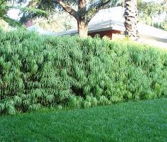Image result for Podocarpus