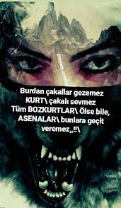 Asena Bozkurt Uluyan Kurt Kurt Ruhu Resimler
