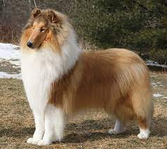 Rough Collie Info Temperament Lifespan Puppies Pictures