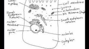 Browse our liver diagram in body images, graphics, and designs from +79.322 free vectors graphics. Ib Biology 2 3 1 Drawing A Liver Cell Youtube