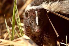 How To Get Rid Of Skunks In Your Backyard Getting Rid Of Skunks Skunk Smell In House Skunk