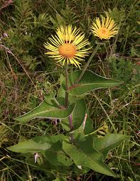 Image result for Inula klingii