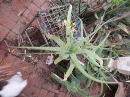 Image result for Aloe veseyi
