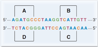 Hence, there are many books getting into pdf format. Chapter 3 Gene Expression Transcription Synthesis Of Proteins Translation And Regulation Of Gene Expression Flashcards Quizlet
