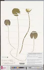 Image result for Nymphaea heudelotii