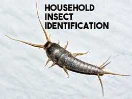 Did your exterminator identify the bug for you? Household Insect Identification A Guide To The Species In Your House Owlcation