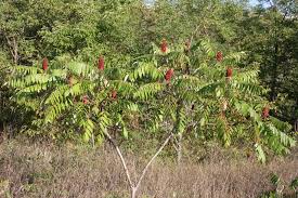 Image result for Anacardiaceae