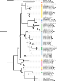Image result for Dipcadi marlothii