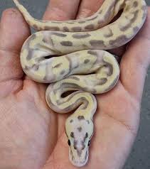Pastel Disco Enchi Het Rainbow Ball Python Ball Python Morphs Ball Python Beautiful Snakes
