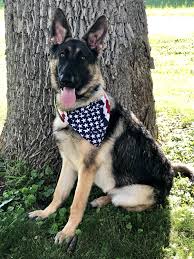 Gsd German Shepard Patriotic Gsd American Flag Dog Bandana 4th Of July Dog German Shepard Patriotic Dog Dog Bandana