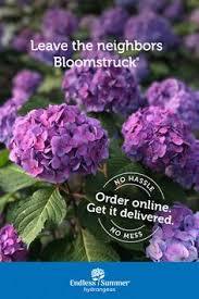 Should you cut hydrangea blooms? 41 Best Bloomstruck Hydrangea Ideas In 2021 Bloomstruck Hydrangea Endless Summer Hydrangea Hydrangea Varieties