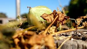 Image result for Momordica cardiospermoides