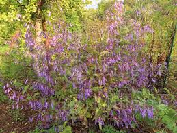 Image result for Isodon ramosissimus