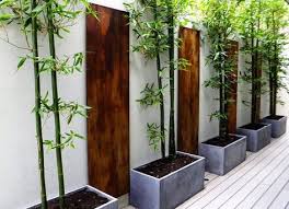 They can make large clumps that are ideal as focal points or for adding structure to borders. 100 Plant Ideas Bamboo Garden Design Bamboo Garden Backyard