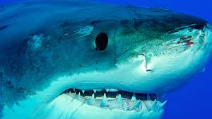 Image result for Shark