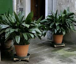 Plantas Como Cultivar Pesquisa Google Plantas De Sombra Plantas De Interior Melhores Plantas Para Dentro De Casa