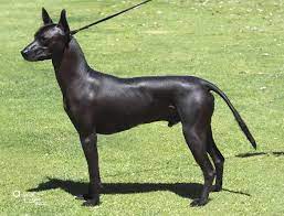 first xolo australian champion nackthund hunde