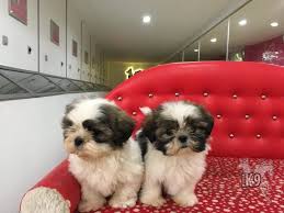 Satilik Shih Tzu Yavrulari Club K9 Kopek Ciftligi Ve Binicilik Merkezi Shih Tzu Sevimli Kopek Yavrulari Yavru Kopek
