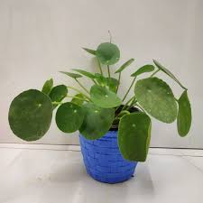 You will notice the soil staying wet for longer. How To Grow And Care For Pilea Plants Indoors Nursery Buy