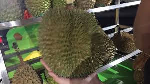 Durian asal malaysia ini terkenal enak, berdaging tebal, manis dan legit. Ifqp9fjvpm1plm