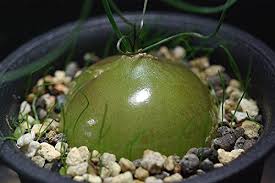 Image result for Schizobasis intricata