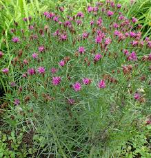 Image result for Vernonia smithiana