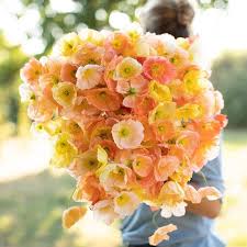Erin Benzakein Floret On Instagram Last Week Was One For The Record Books Not Only Did Chipgaines And Jo In 2020 Flower Farm Container Gardening Flowers Poppies